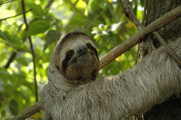 Действительно уникальные кадры: как выглядят живые существа до рождения