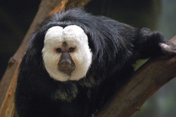 Действительно уникальные кадры: как выглядят живые существа до рождения