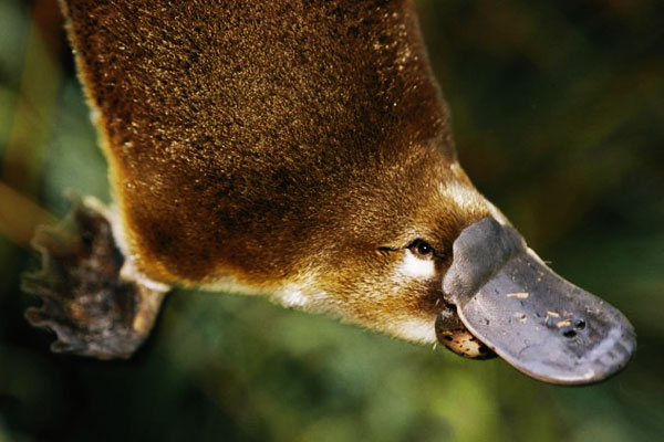 Действительно уникальные кадры: как выглядят живые существа до рождения