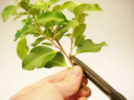 Как сделать букет цветов из купюр (денег)