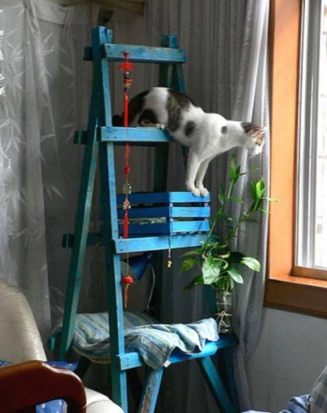 Обустройство места для животного в квартире