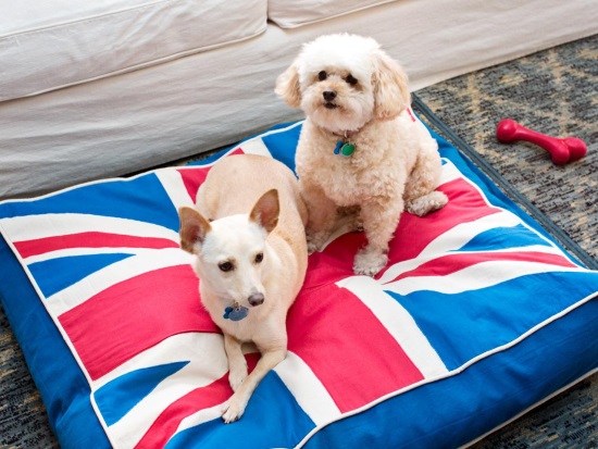 Обустройство места для животного в квартире