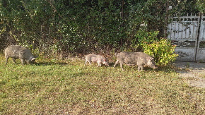 Очень жадная и некомфортная страна: разгромный отзыв об Абхазии