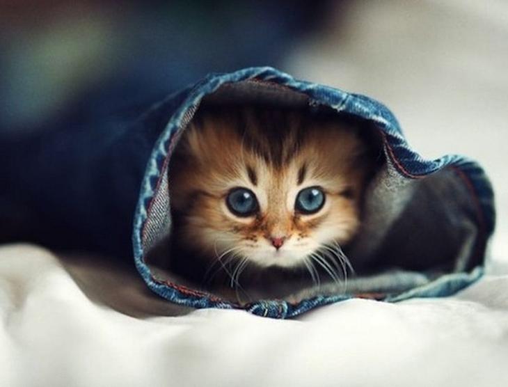 Поделки из старых джинсов своими руками: простые идеи и готовые пошаговые мастерклассы