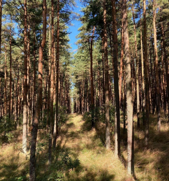 Проблемы с инфраструктурой и вымогательство: отрицательный отзыв об отдыхе в Калининградской области