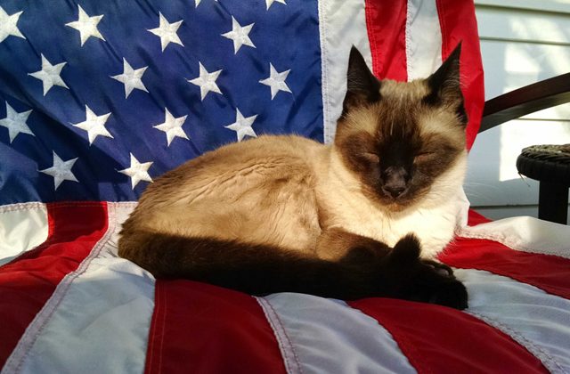 Развеиваем самые распространённые мифы об американцах