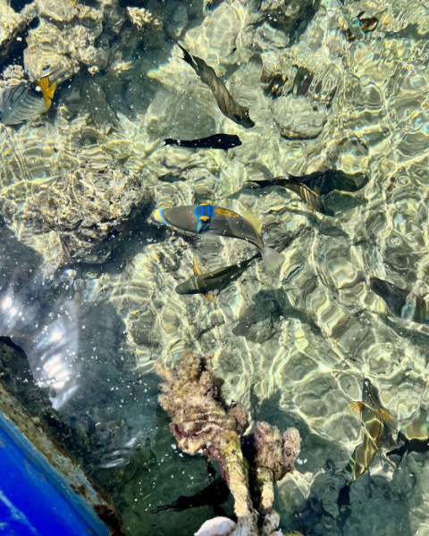 Страна не виновата, я трезво оцениваю уровень сервиса в Египте: туристка раскритиковала свой отдых