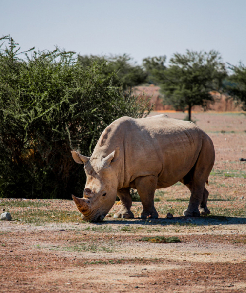 В Шардже возобновляет работу крупнейший за пределами Африки сафари-парк