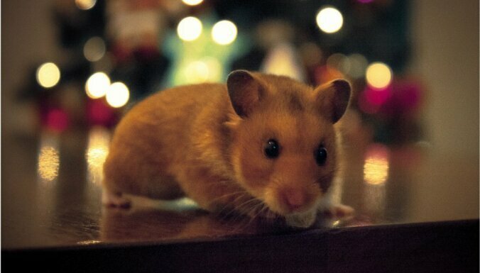 10 существ, которых люди спасли от полного вымирания