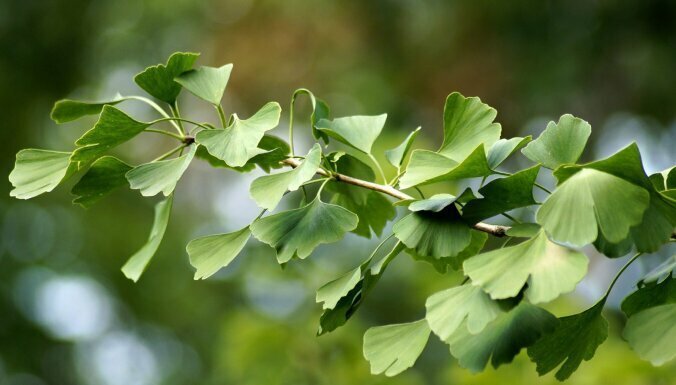 10 существ, которых люди спасли от полного вымирания
