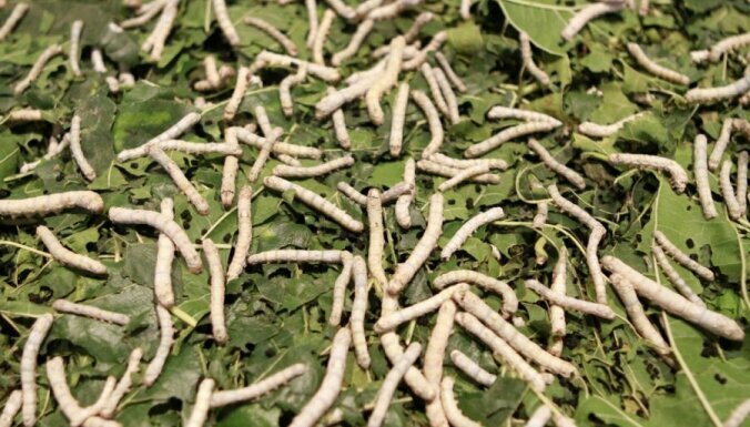 10 существ, которых люди спасли от полного вымирания