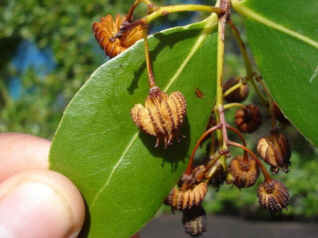 10 существ, которых люди спасли от полного вымирания