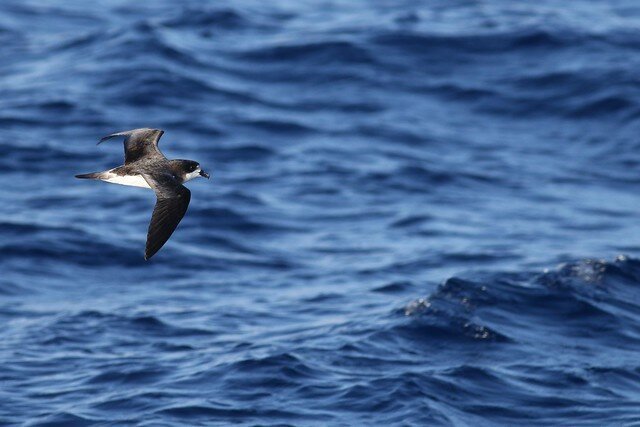 10 существ, которых люди спасли от полного вымирания