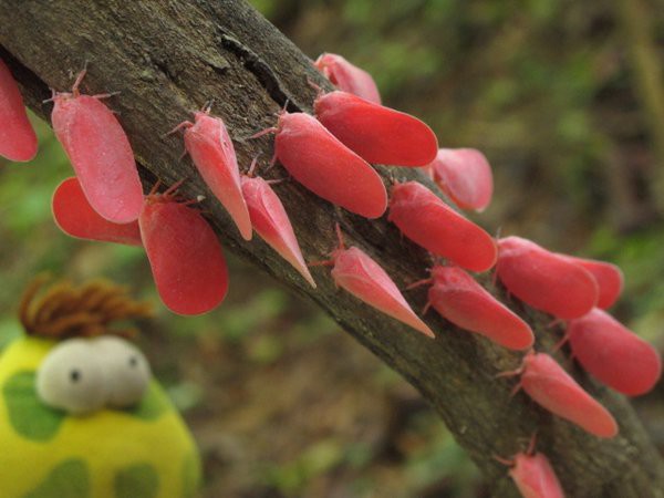 15 странных, но замечательных существ, обитающих на Мадагаскаре