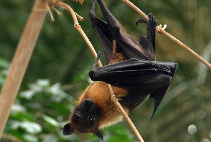 15 странных, но замечательных существ, обитающих на Мадагаскаре