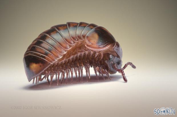 15 странных, но замечательных существ, обитающих на Мадагаскаре