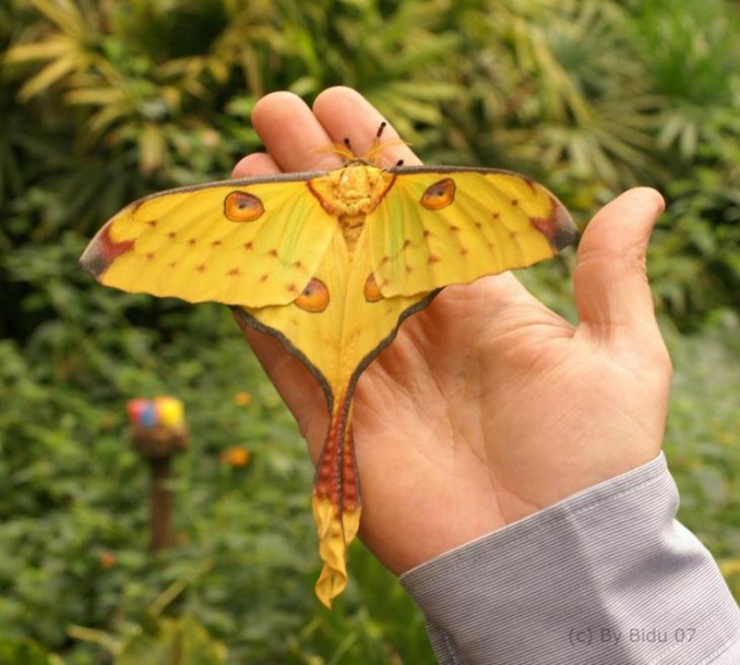 15 странных, но замечательных существ, обитающих на Мадагаскаре