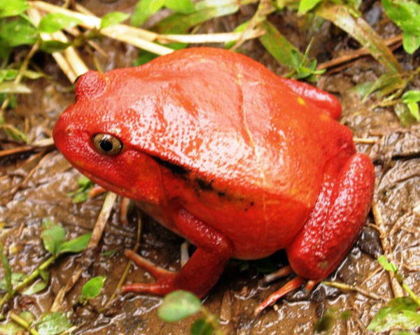 15 странных, но замечательных существ, обитающих на Мадагаскаре