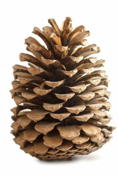 16 фактов о фруктах, которые выставляют природу странной штукой