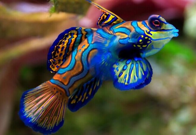 18 рыбок, от красоты которых захватывает дух