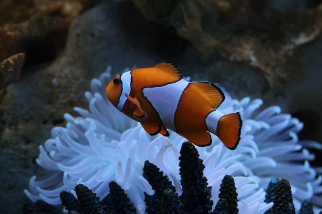 18 рыбок, от красоты которых захватывает дух