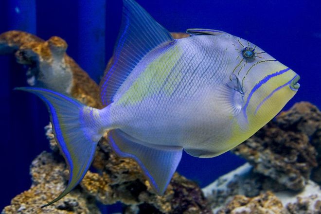 18 рыбок, от красоты которых захватывает дух