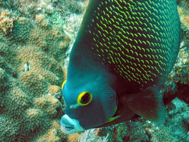 18 рыбок, от красоты которых захватывает дух