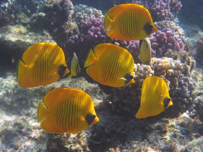 18 рыбок, от красоты которых захватывает дух