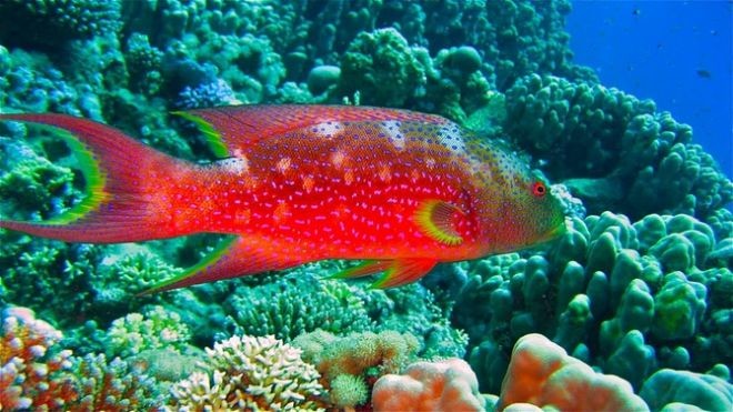 18 рыбок, от красоты которых захватывает дух