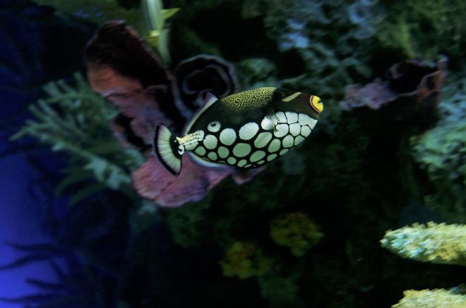 18 рыбок, от красоты которых захватывает дух