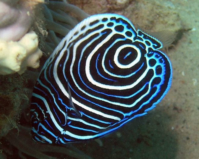 18 рыбок, от красоты которых захватывает дух