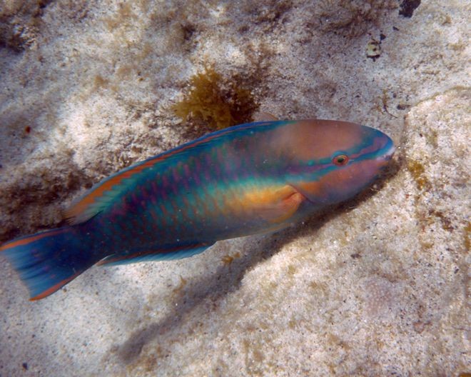 18 рыбок, от красоты которых захватывает дух