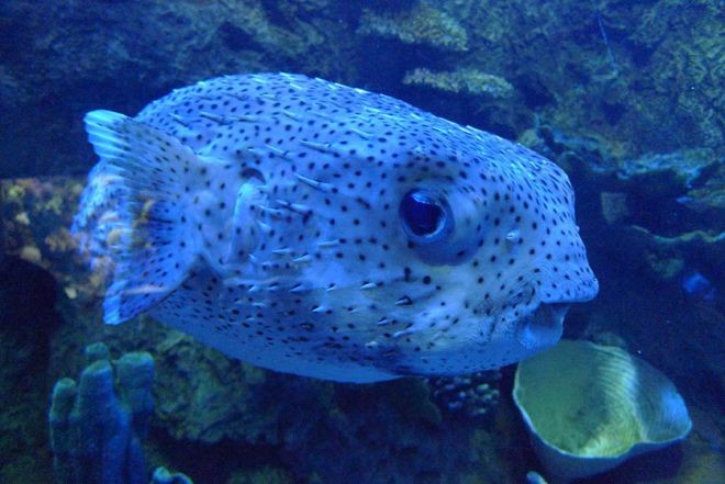 18 рыбок, от красоты которых захватывает дух