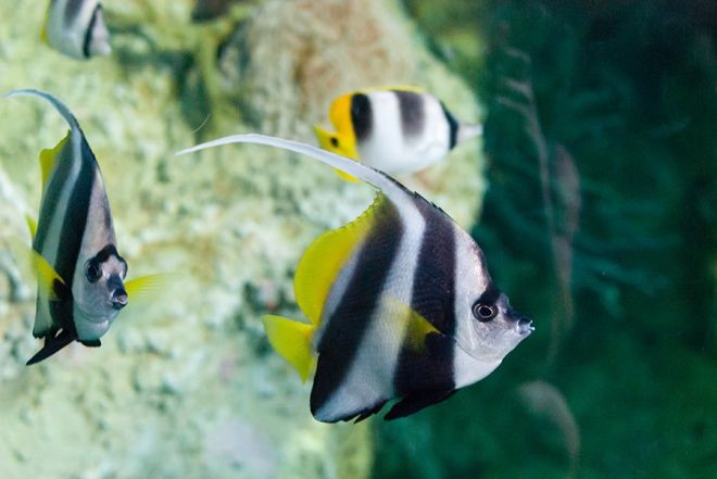 18 рыбок, от красоты которых захватывает дух