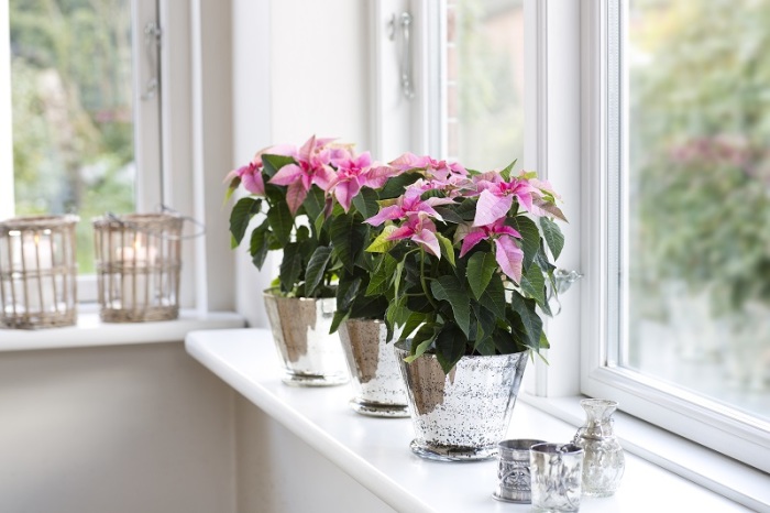 20 способов озеленения квартиры, которые создадут особый микроклимат