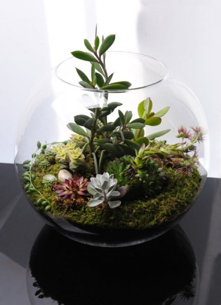 20 способов озеленения квартиры, которые создадут особый микроклимат