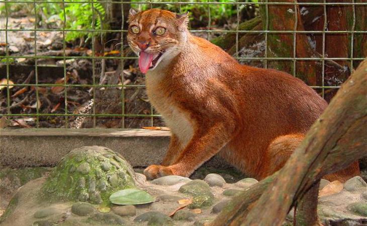 Необыкновенные кошки в дикой природе