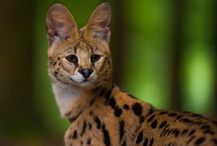 Необыкновенные кошки в дикой природе