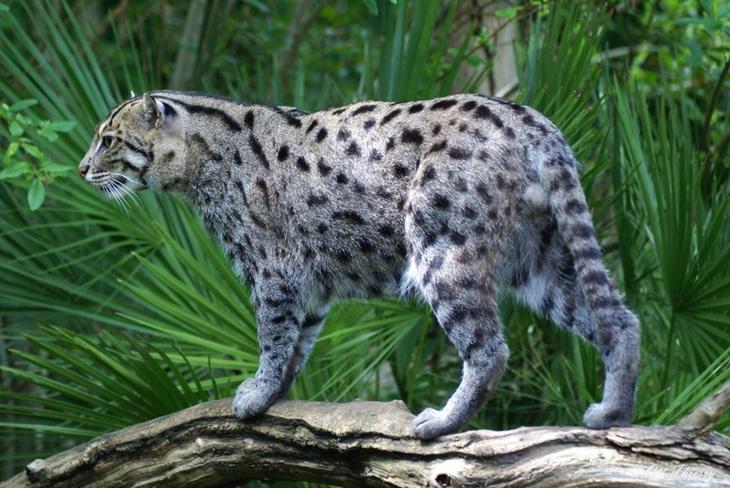 Необыкновенные кошки в дикой природе