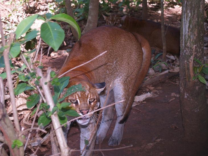 Необыкновенные кошки в дикой природе