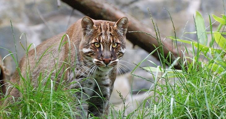 Необыкновенные кошки в дикой природе