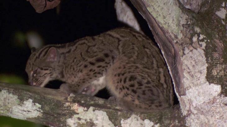 Необыкновенные кошки в дикой природе