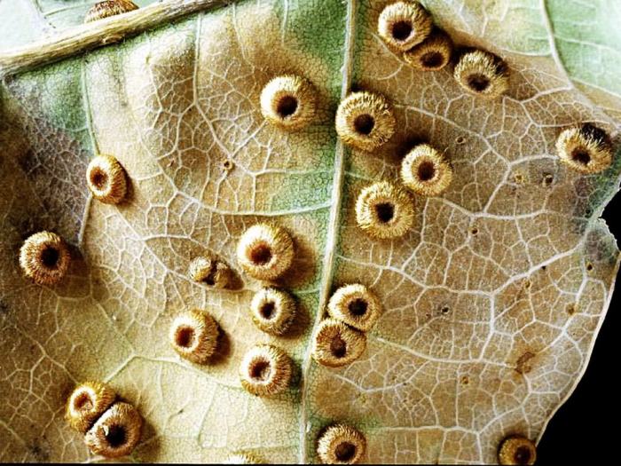 От какого цвета может стать плохо, или 10 цветовых пигментов с необычной историей