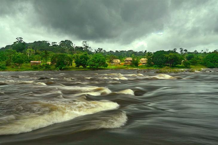 Редкие растения и существа Южной Америки