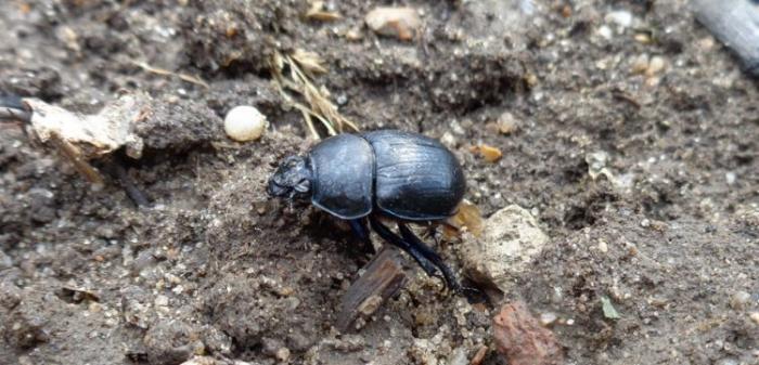 Самые сильные животные на Земле. Кто они