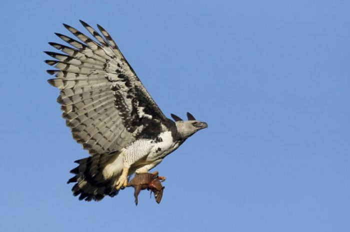 Самые сильные животные на Земле. Кто они