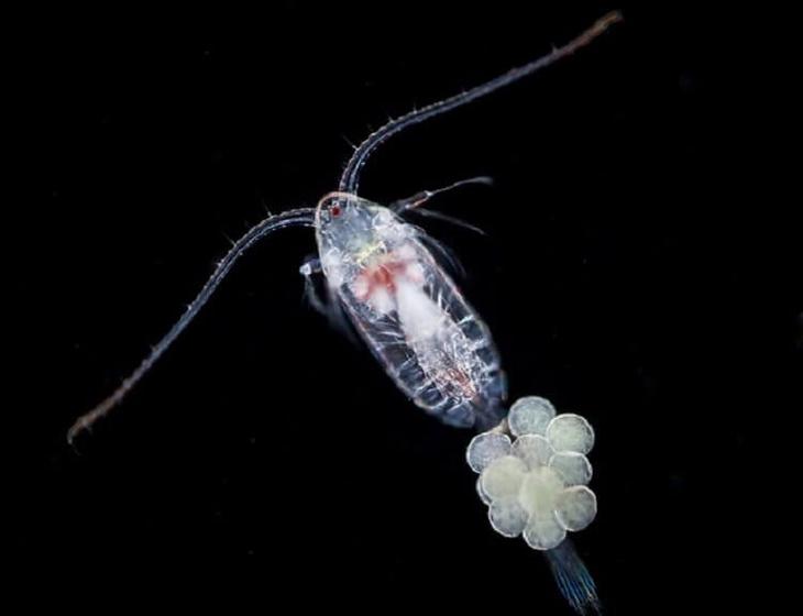 Самые сильные животные на Земле. Кто они