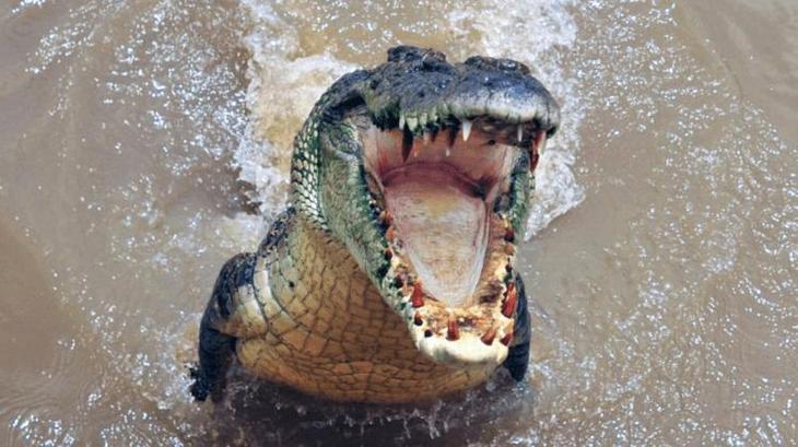 Самые сильные животные на Земле. Кто они