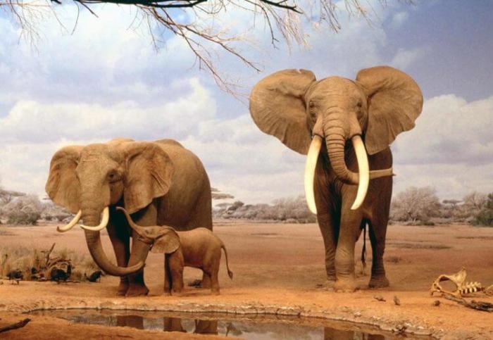 Самые сильные животные на Земле. Кто они