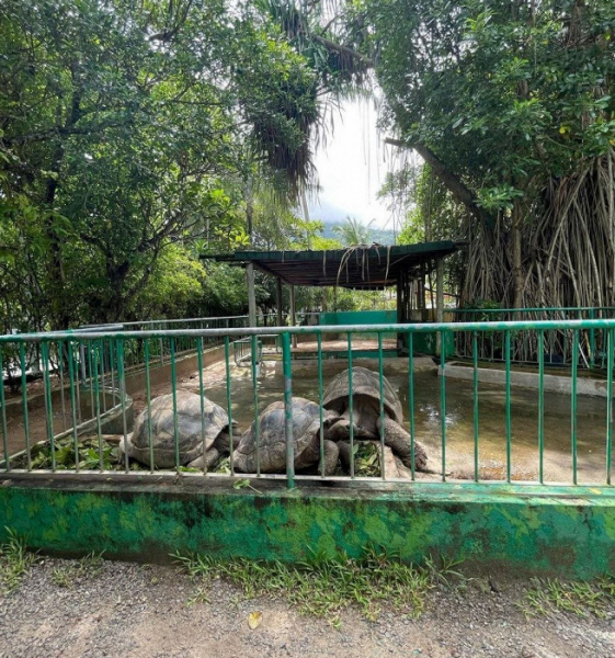 «Сервиса как на Мальдивах тут не ждите»: гневный отзыв об отдыхе на Сейшелах